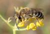Colletes sp.